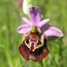 Ophrys fuciflora apulica - Photo 由 rocco_labadessa 所上傳的 (c) rocco_labadessa，保留部份權利CC BY-NC