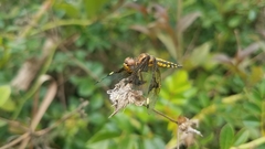 Palpopleura