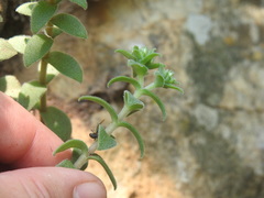 Crassula setulosa setulosa