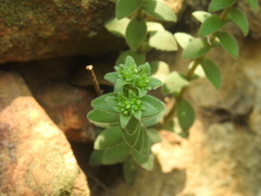 Crassula setulosa setulosa