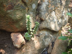 Crassula setulosa setulosa