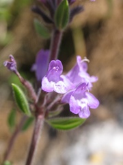 Clinopodium suaveolens