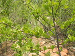 Vangueria