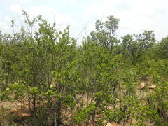 Vangueria