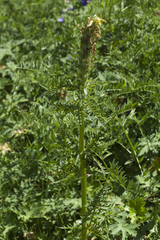 Pedicularis condensata