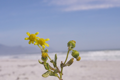 Senecio maritimus