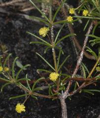 Acacia baueri baueri