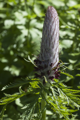 Pedicularis atropurpurea