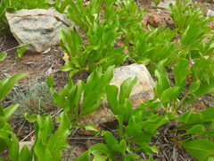 Pygmaeothamnus