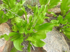 Pygmaeothamnus