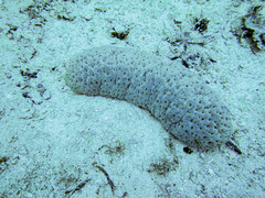 Stichopus herrmanni