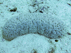 Stichopus herrmanni