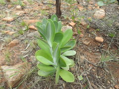 Kalanchoe thyrsiflora