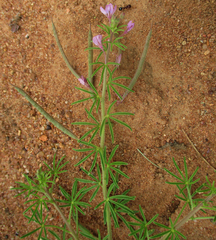 Cleome hirta
