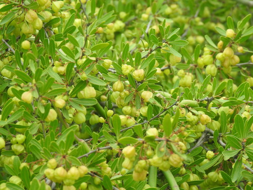 Image of Bell Spikethorn by (c) Matthew Fainman, some rights reserved (CC BY)