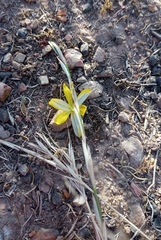 Moraea lewisiae