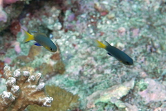 Pycnochromis nigrurus