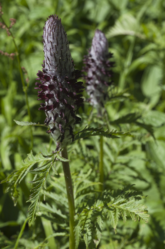 Pedicularis atropurpurea