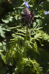 Pedicularis atropurpurea