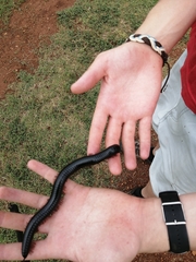 Archispirostreptus