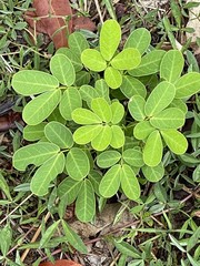 Senna pendula glabrata
