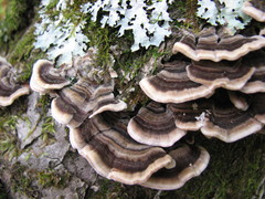 Trametes versicolor image