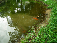 Cyprinus rubrofuscus
