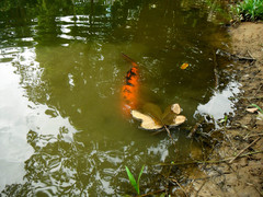 Cyprinus rubrofuscus