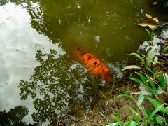 Cyprinus rubrofuscus