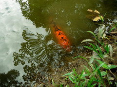 Cyprinus rubrofuscus