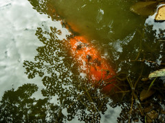 Cyprinus rubrofuscus