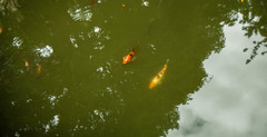 Cyprinus rubrofuscus