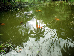 Cyprinus rubrofuscus