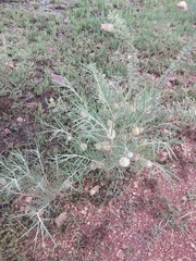 Gomphocarpus tomentosus tomentosus