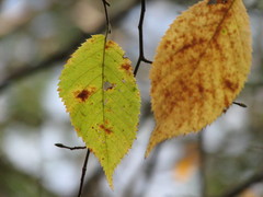 Ostrya virginiana image