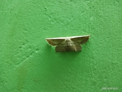 Phalacra vidhisara