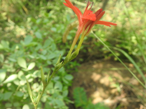 Image of Freesia grandiflora by (c) Matthew Fainman, some rights reserved (CC BY)