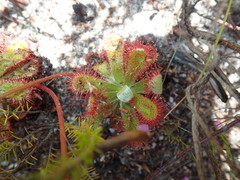 Drosera esterhuyseniae