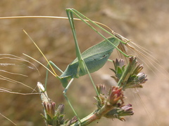 Acrometopa italica