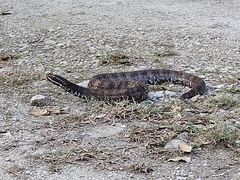 Agkistrodon russeolus