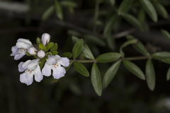 Westringia amabilis