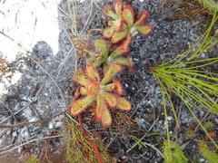 Drosera esterhuyseniae