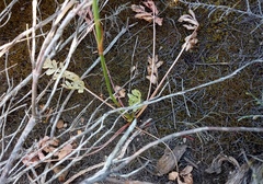 Lichtensteinia interrupta