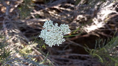 Lichtensteinia interrupta
