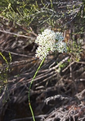 Lichtensteinia interrupta