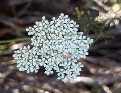 Lichtensteinia interrupta