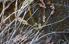 Lichtensteinia interrupta