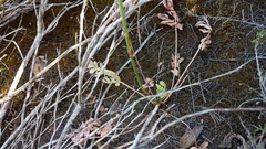Lichtensteinia interrupta