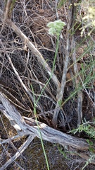 Lichtensteinia interrupta