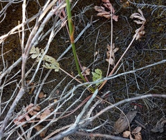 Lichtensteinia interrupta
